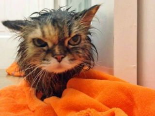 Как возместить ущерб, если Вам затопили квартиру фото 