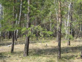 Продается зем участок документы в полном порядке фото Омск