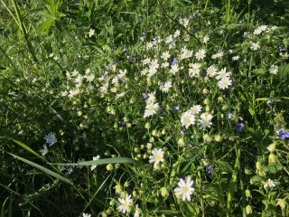 Продается зем участок под индивидуальное жилищное строительство рядом река фото 3 Киржач