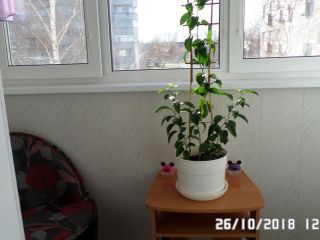 Продам трехкомнатную квартиру пластиковые окна хорошее состояние фото 19 Шарыпово