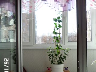 Продам трехкомнатную квартиру пластиковые окна хорошее состояние фото 20 Шарыпово