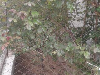 Продам кирпичный дом есть баня торг уместен фото 42 Севастополь