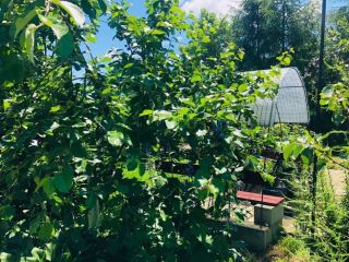 Продается кирпичный дом подключена канализация с плодоносящим садом фото 6 Лесозаводск