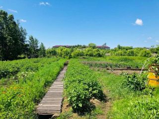 Продается кирпичный дом подключена канализация с плодоносящим садом фото 20 Лесозаводск