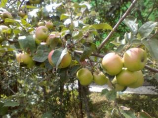 Продам кирпичный дом в садовом некоммерческом товариществе свежий ремонт фото 9 Ростов-на-Дону