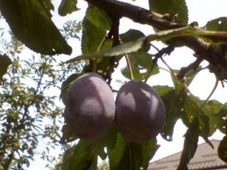 Продам кирпичный дом в садовом некоммерческом товариществе свежий ремонт фото 11 Ростов-на-Дону