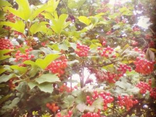 Продам кирпичный дом в садовом некоммерческом товариществе свежий ремонт фото 12 Ростов-на-Дону