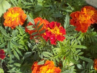 Продам кирпичный дом в садовом некоммерческом товариществе свежий ремонт фото 14 Ростов-на-Дону