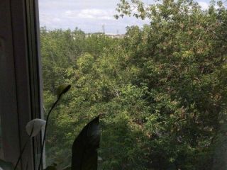 Продам четырехкомнатную квартиру пластиковые окна с мебелью фото 4 Красноярск