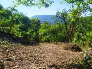 Продается зем участок с плодоносящим садом фото Сочи