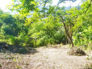 Продается зем участок с плодоносящим садом фото 2 Сочи