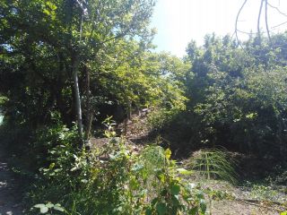 Продается зем участок с плодоносящим садом фото 10 Сочи