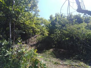 Продается зем участок с плодоносящим садом фото 12 Сочи