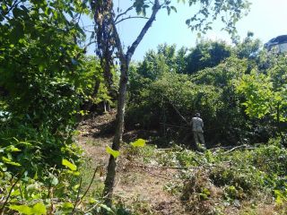 Продается зем участок с плодоносящим садом фото 15 Сочи