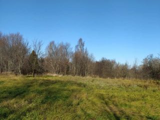 Продаю участок земли с плодоносящим садом фото 4 Деревня Магазейная