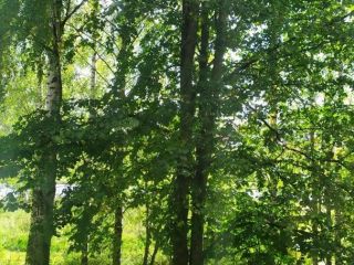 Продаю 1 комнатную квартиру пластиковые окна взрослый собственник фото 5 Рыбинск