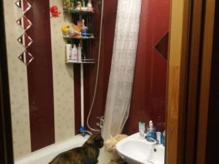 Сдам однушку на длительный срок с мебелью фото 2 Котлас