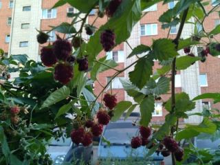 Продается 1 комнатная квартира фото 5 Рыбинск