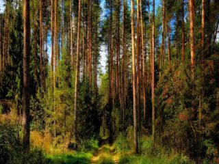 Продам земельный участок имеется охрана видеонаблюдение фото 7 Электроугли