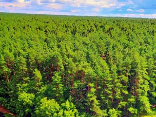 Комфортабельные апартаменты у леса на сутки часы недели фото 13 Подольск