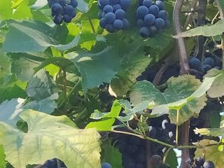 Продам блочный дом косметический ремонт с плодоносящим садом фото 11 Джубга