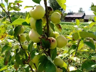 Продается зем участок есть теплица асфальтная дорога фото 2 Жилино