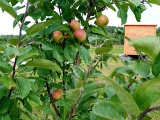 Продается зем участок есть теплица асфальтная дорога фото 5 Жилино