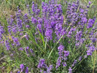 Продам зем участок фото Севастополь