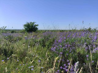 Продам зем участок фото 2 Севастополь