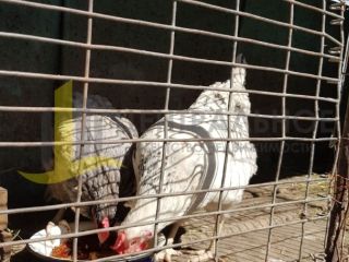 Продам деревянный дом рядом асфальт фото 7 Стерлитамак