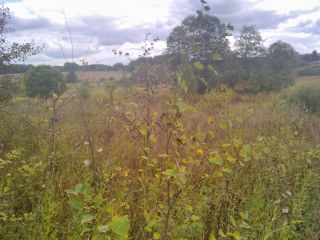 Продаю зем участок под личное подсобное хозяйство фото 2 Руза