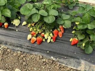 Продается участок земли фото 2 Краснодар