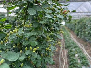 Продается участок земли фото 3 Краснодар