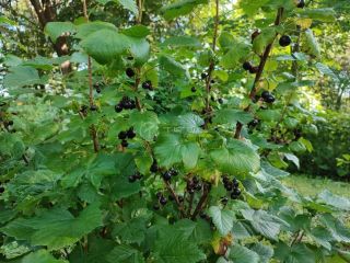 Продается деревянный дом с плодоносящим садом имеется баня фото 36 Товарково Деревня