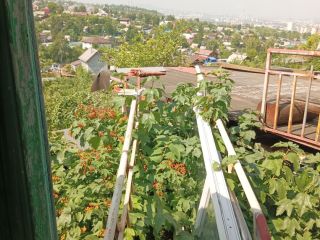 Продаю зем участок с плодоносящим садом фото 29 Красноярск