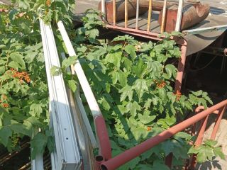 Продаю зем участок с плодоносящим садом фото 30 Красноярск