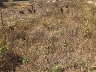 Продаю зем участок рядом асфальт фото 2 Село Оленевка