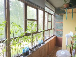 Продается 5 комнатная квартира кирпичный чистый подъезд фото 11 Северск