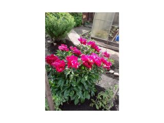 Сдам деревянный дом косметический ремонт на длительный срок есть баня фото 24 Лесосибирск