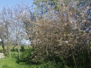 Продается деревянный дом требуется косметический ремонт фото 2 Деревня Чирш-Хирлепы