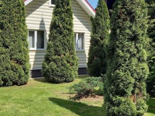 Продам деревянный дом с плодоносящим садом рядом асфальт фото Д.Шапкино СНТ Отдых