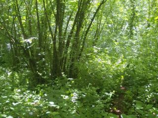 Продаю зем участок под личное подсобное хозяйство под индивидуальное жилищное строительство фото 6 Сочи