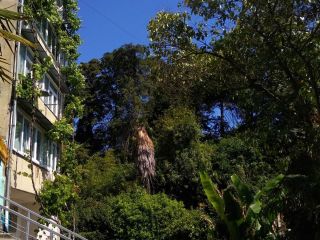 Сдам 2 комнатную квартиру шикарный ремонт фото 15 Сочи