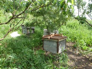 Продаю деревянный дом косметический ремонт под личное подсобное хозяйство с мебелью фото 5 ЧЕМАЕВО