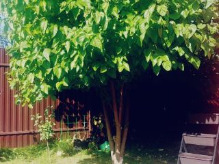 Продам деревянный дом с плодоносящим садом подключена канализация фото 13 Наро