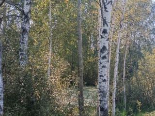 Продаю участок земли с коммуникациями фото 2 Лобня