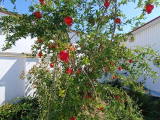 Дом с бассейном у моря под Евпаторией фото 22 Молочное