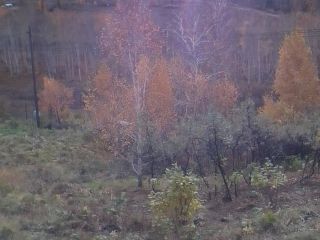 Продам зем участок электричество подведено в садовом некоммерческом товариществе фото 3 Красноярский край