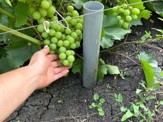 Продам дачу евроремонт возможен торг с плодоносящим садом фото 4 Магнитогорск