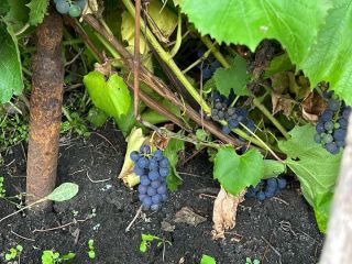 Продам дачу евроремонт возможен торг с плодоносящим садом фото 5 Магнитогорск